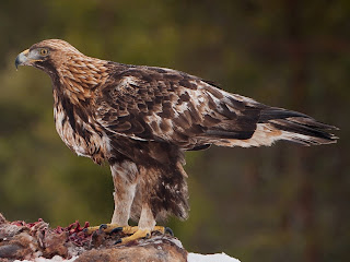 Aquila chrysaetos