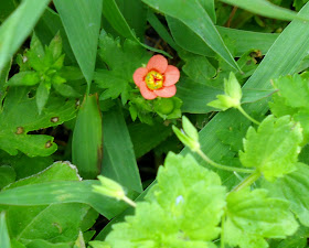 Carolina Bristlemallow (Modiola caroliniana) wildflower at White Rock Lake, Dallas, Texas