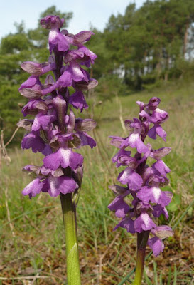 Salep – Orchis morio
