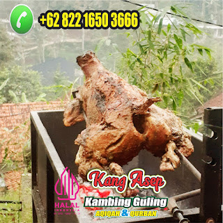 Kambing Guling Muda Padalarang Bandung Kambing Guling Muda Padalarang, Kambing Guling Muda, Kambing Guling,