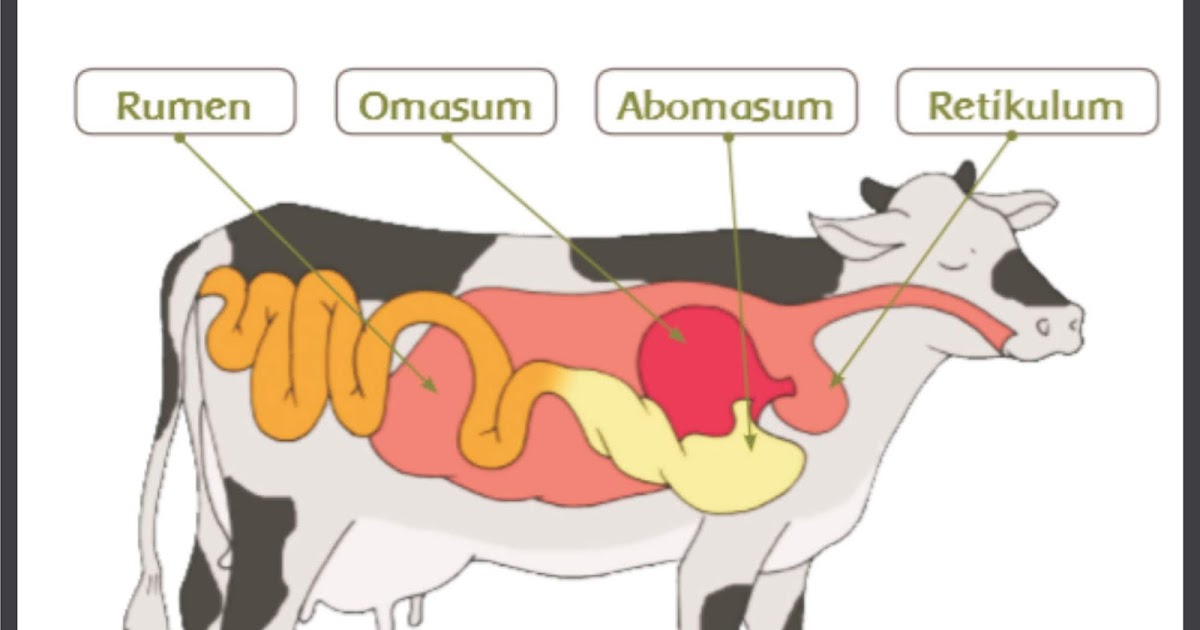  Bagaimana sistem pencernaan  makanan pada hewan  ruminansia  