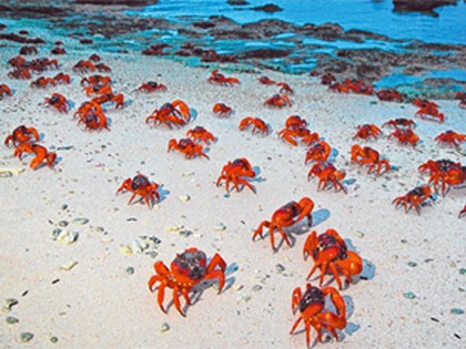 red_crabs_004