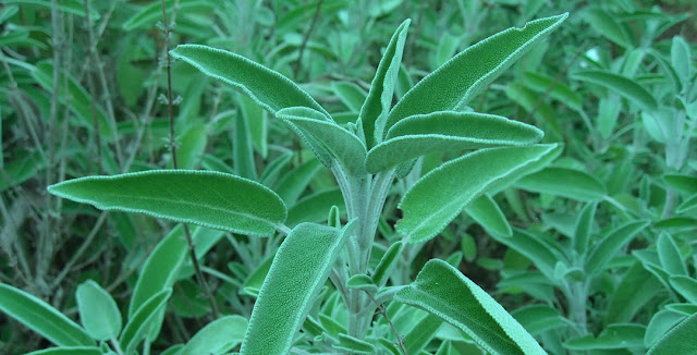 Risi  Sage - Medicinal Plants Of Nepal