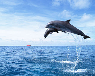 Dolphin Wallpapers