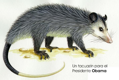 Un tacuazín para el Presidente Obama