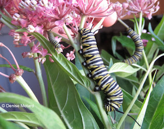 Monarch caterpillars on Swamp milkweed plants - © Denise Motard