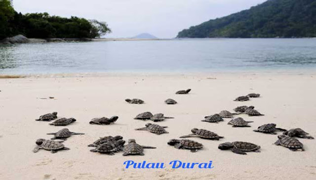 Pulau Durai