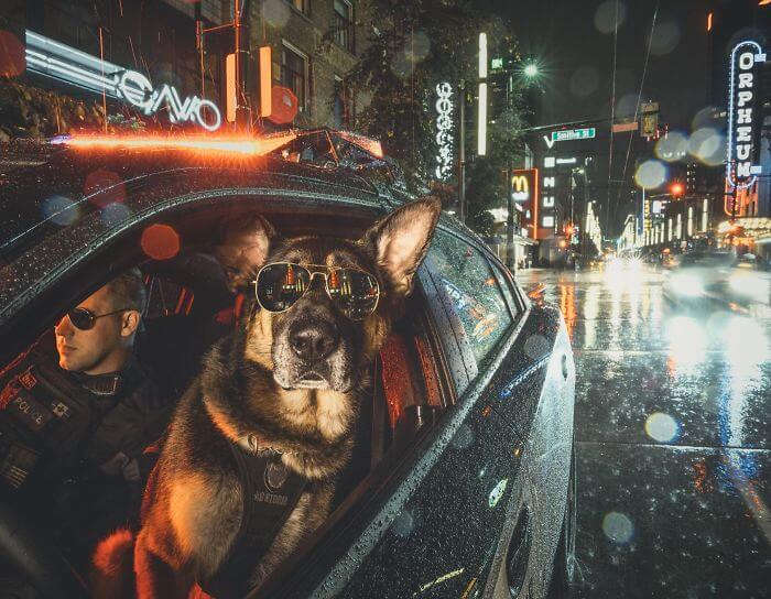 Vancouver Police Canine Unit Released Their 2019 Charity Calendar, And The Photos Are Awesome