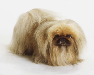 pekingese dog breeds cute pets hound info puppy animal picture