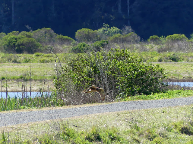 bird coming low across the path and giving quite a look