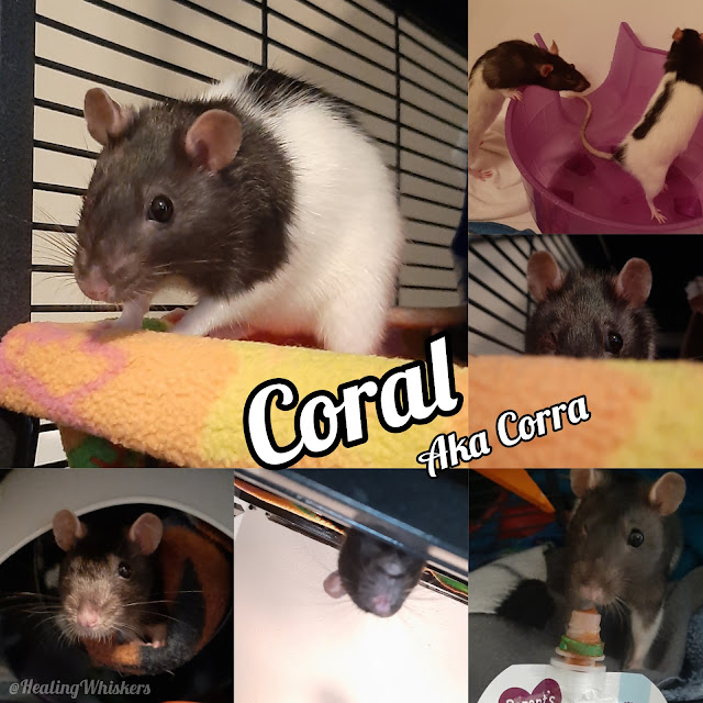 Coral the rescue rat