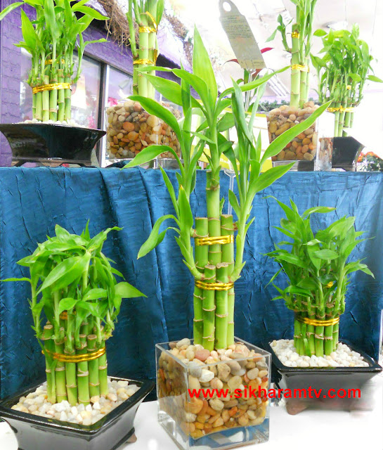 Lucky Bamboo Plant And Benefits