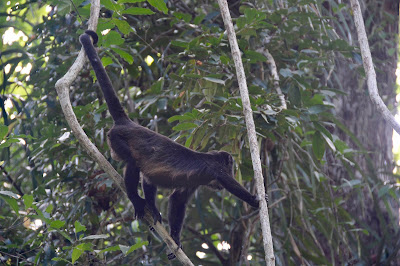 Monkey in trees near Shelter bay Marina Colon