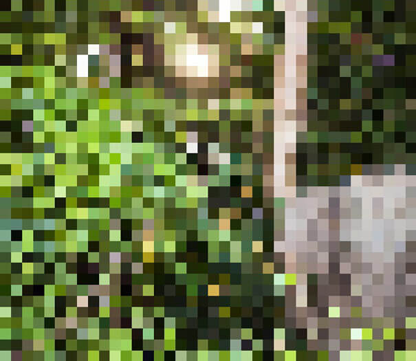 22 Shocking Photos Composed Of As Many Pixels As There Are Animals Still Alive In These Species