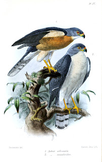 Accipiter soloensis