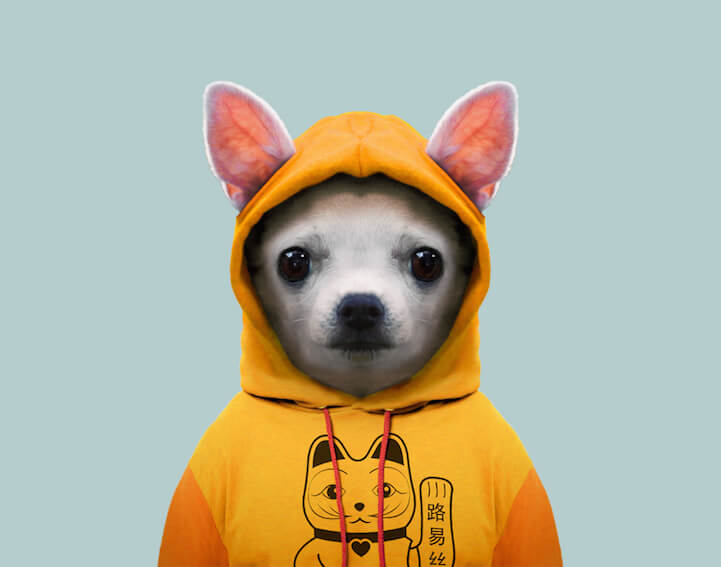 36 Adorable Portraits Of Baby Animals Dressed Like Humans