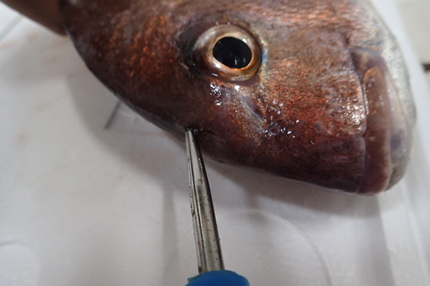 最高の鯛 締め方 ハサミ 魚のすべて