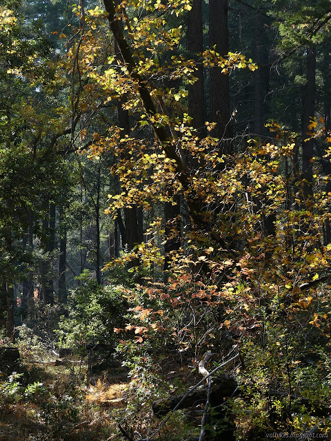 tall tree among the pines