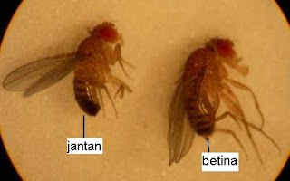 Sinau online: Perbedaan Drosophila melanogaster (lalat 