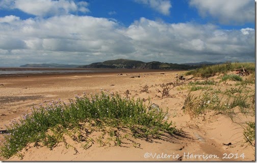 10-Mersehead-beach
