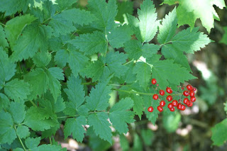 Actée rouge - Actaea rubra