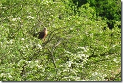 Marsh Harrier