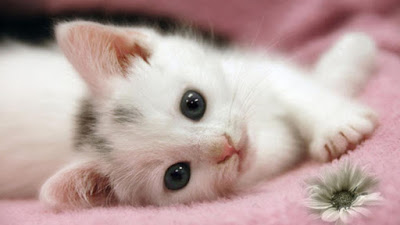 cute cats wallpaper free download 47