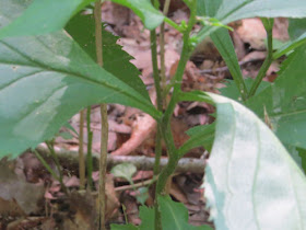 Zig-Zag Goldenrod