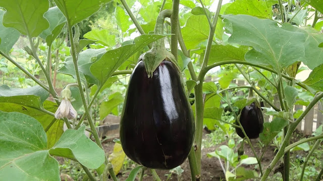 eggplant-farming-in-kenya