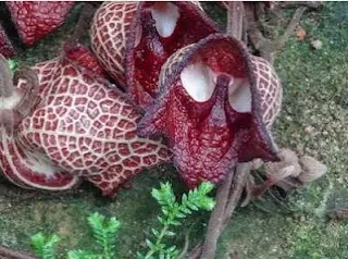 Кирказон сальвадорский (Aristolochia Salvadorensis)