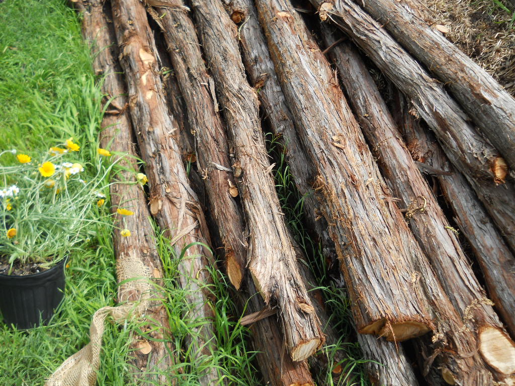 Garden Gnome's Texas Gardening Blog