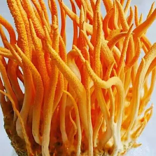 Cordyceps militaris online training