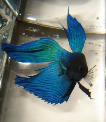 betta splenden