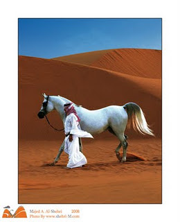 High Definition Arabian Horses Wallpapers