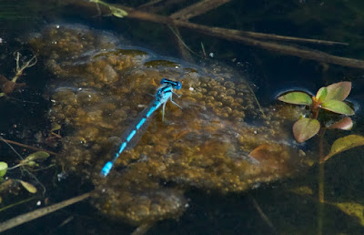 Atlantic Bluet (Enallagma doubledayi)