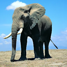 Foto Foto Binatang Gambar Gajah 
