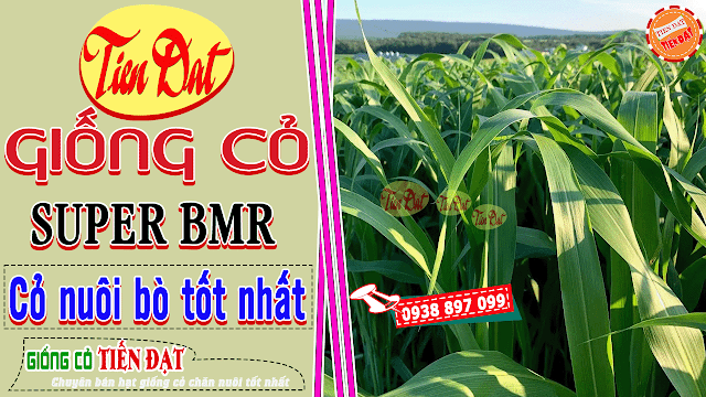 Loại cỏ nào tốt nhất để nuôi bò