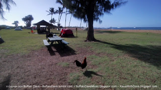 Salt Pond Beach rooster in campground