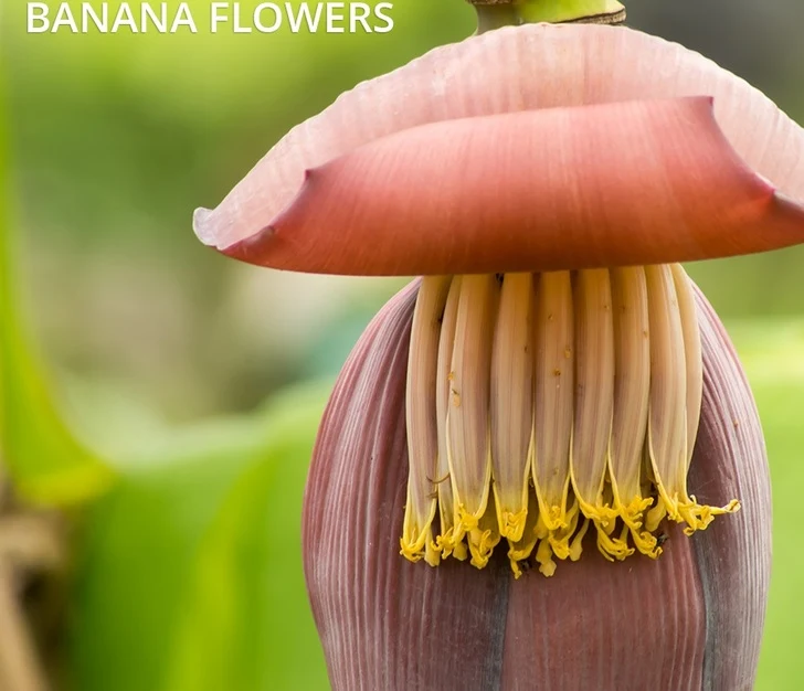 Health Benefits Of Banana Flowers (Also Known as a Banana Blossom or Banana Heart)