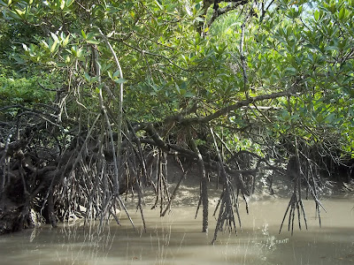 (Bangladesh and West Bengal  - India) – Sundarbans