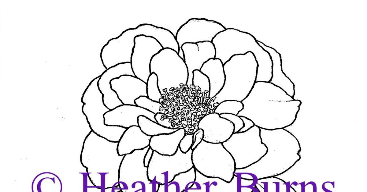 Download State Flower Coloring Book: Alabama State Flower, Camellia Coloring Page