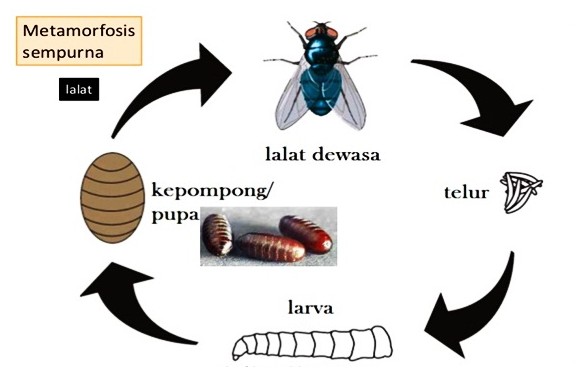 Perbedaan Metamorfosis  Sempurna  Dan Metamorfosis  Tidak 