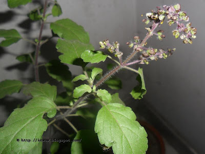 Holy basil,Ocimum tenuiflorum