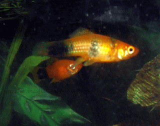 more variable platy picture, same species often with mickey mouse patch called as mickey mouse platy fish