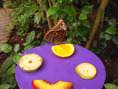 Mariposa dispuesta a alimentarse