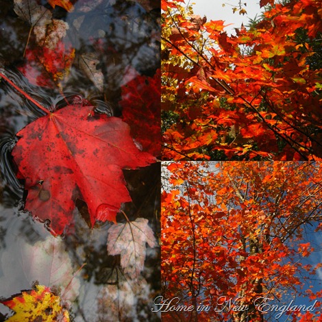 fall leaves