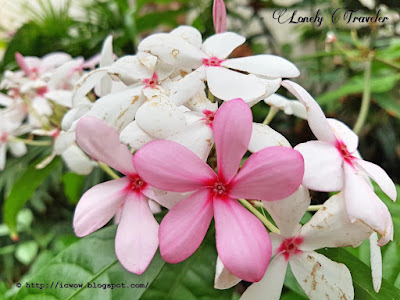 Shrub vinca - Kopsia fruticosa