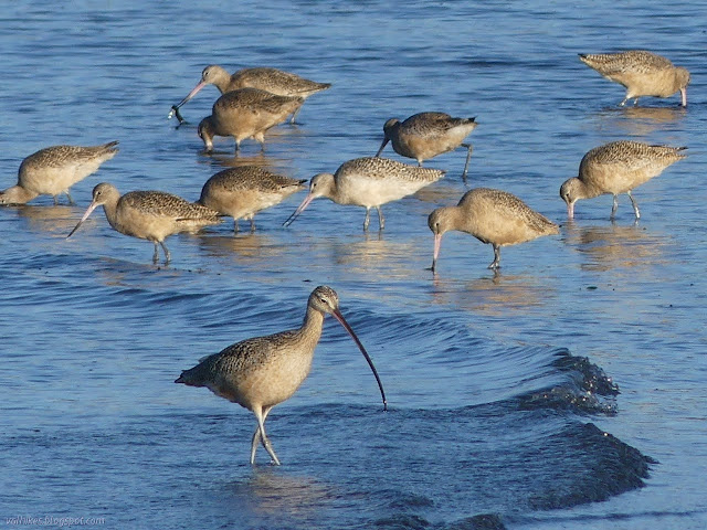 godwits, one with something to eat, and a curlew