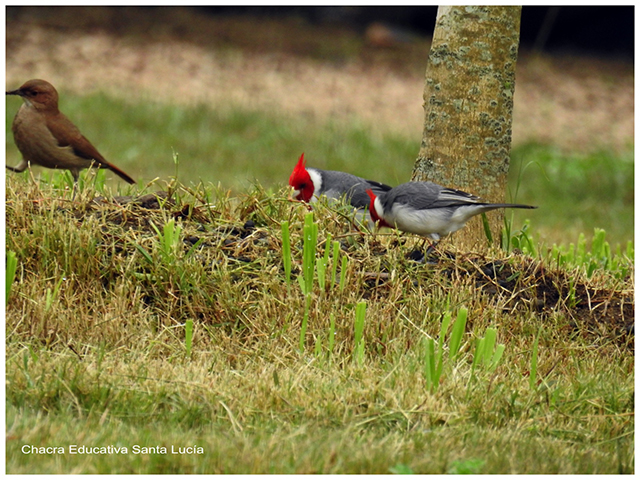 Pareja de cardenales y hornero-Chacra Educativa Santa Lucía