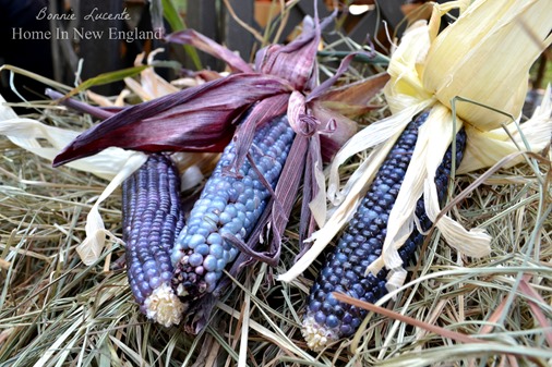 blue corn